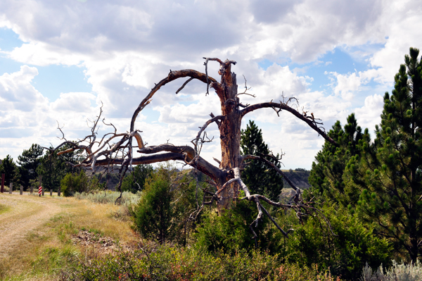 naked tree